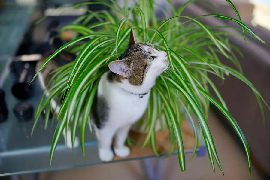 Plants and Pets